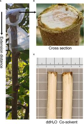 Effects of ethephon on heartwood formation and related physiological indices of Dalbergia odorifera T. Chen